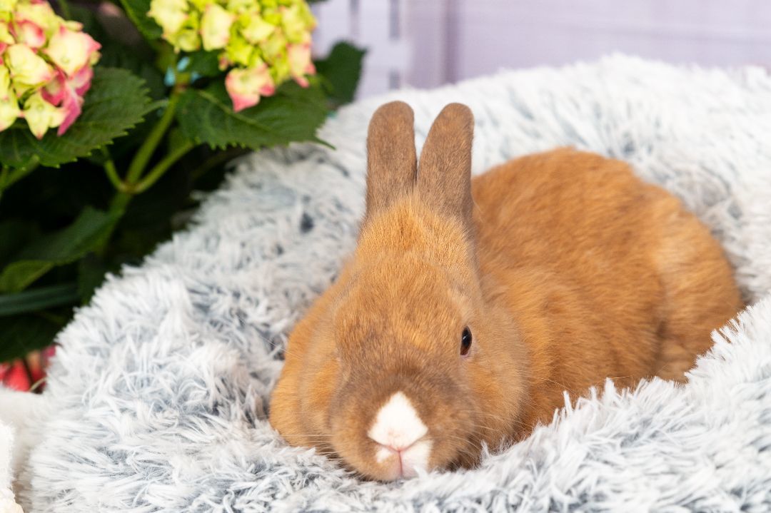 Noodle, Adopted, Adult Male Bunny Rabbit.