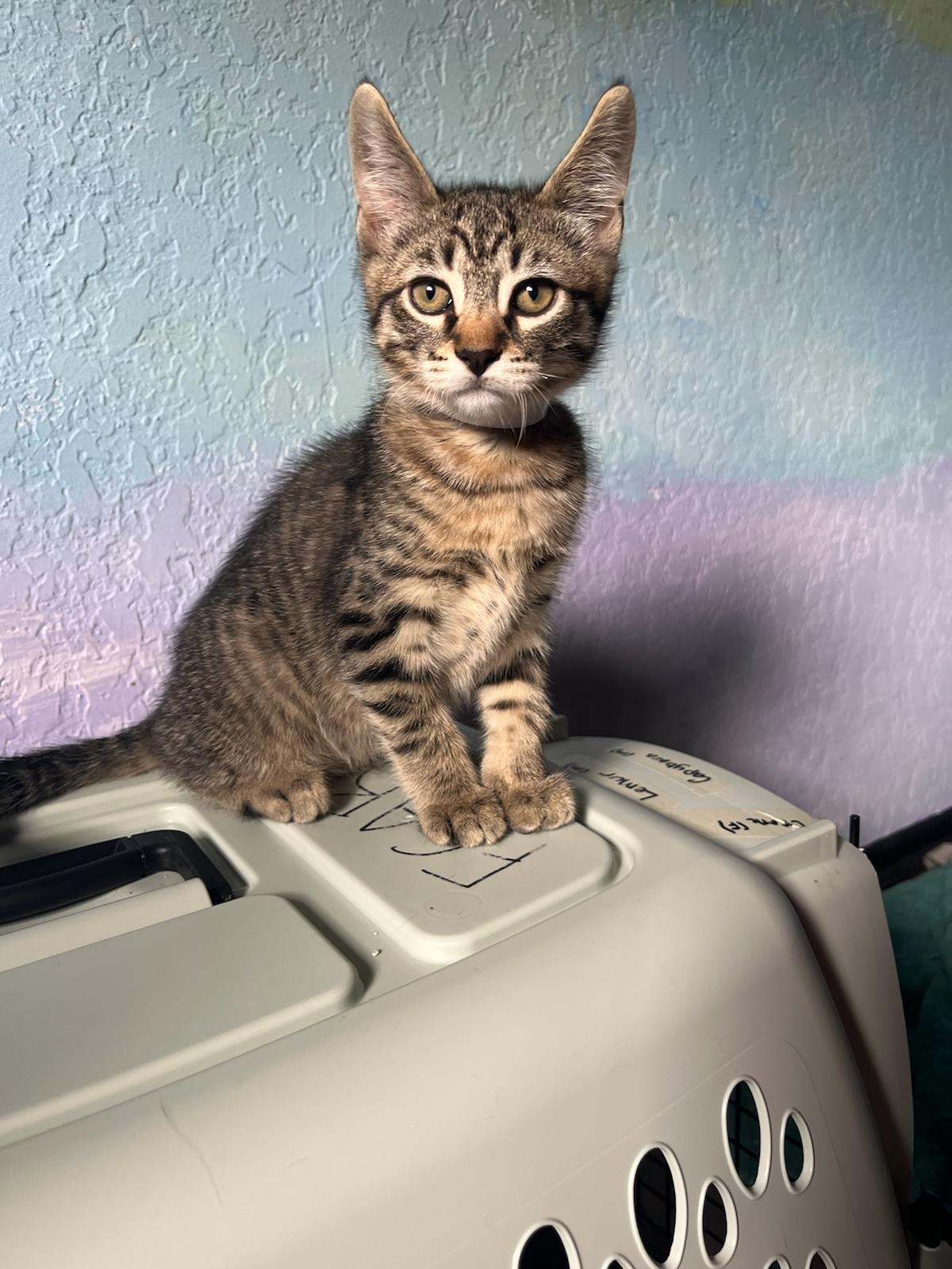 Lemur, Adoptable, Kitten Male Tabby.