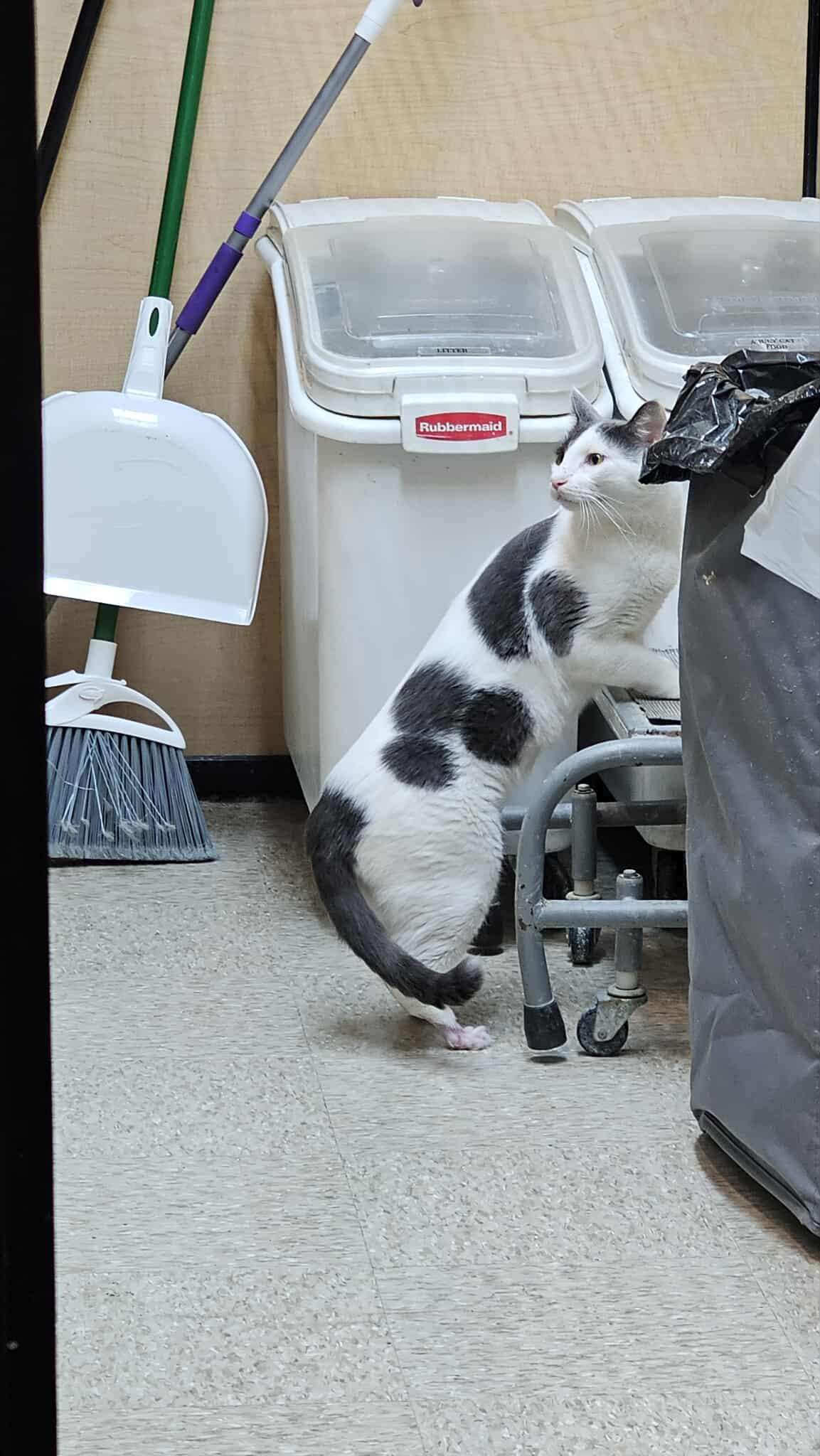 Ghost Boi, Adoptable, Adult Male Domestic Short Hair.