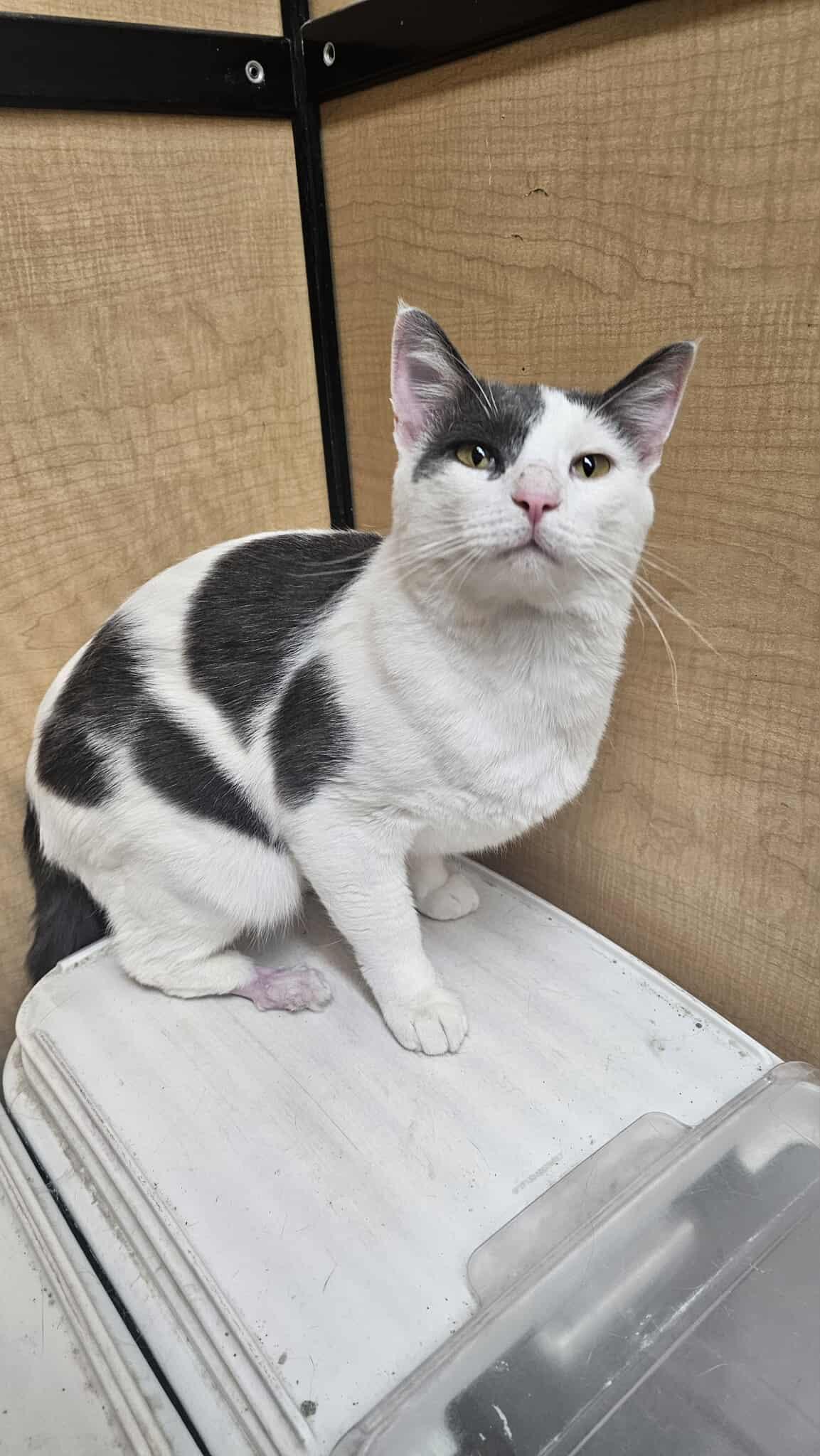 Ghost Boi, a Adoptable Domestic Short Hair in Moore, OK image 2/5