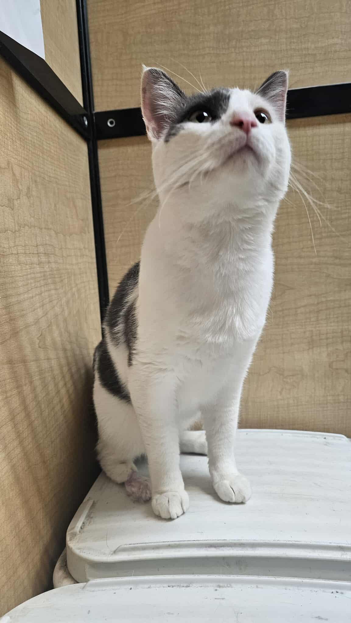 Ghost Boi, a Adoptable Domestic Short Hair in Moore, OK image 3/5