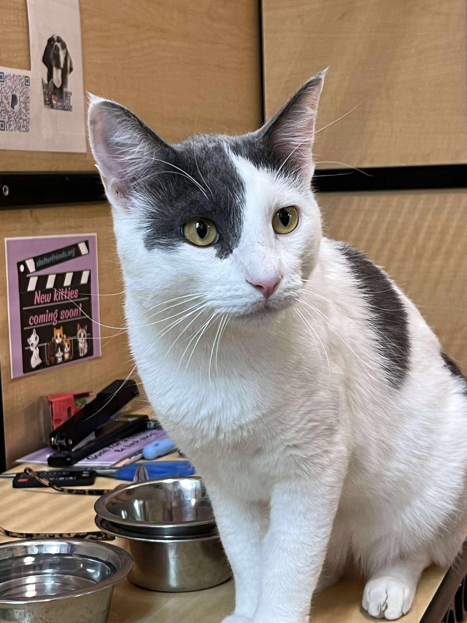 Ghost Boi, a Adoptable Domestic Short Hair in Moore, OK image 4/5