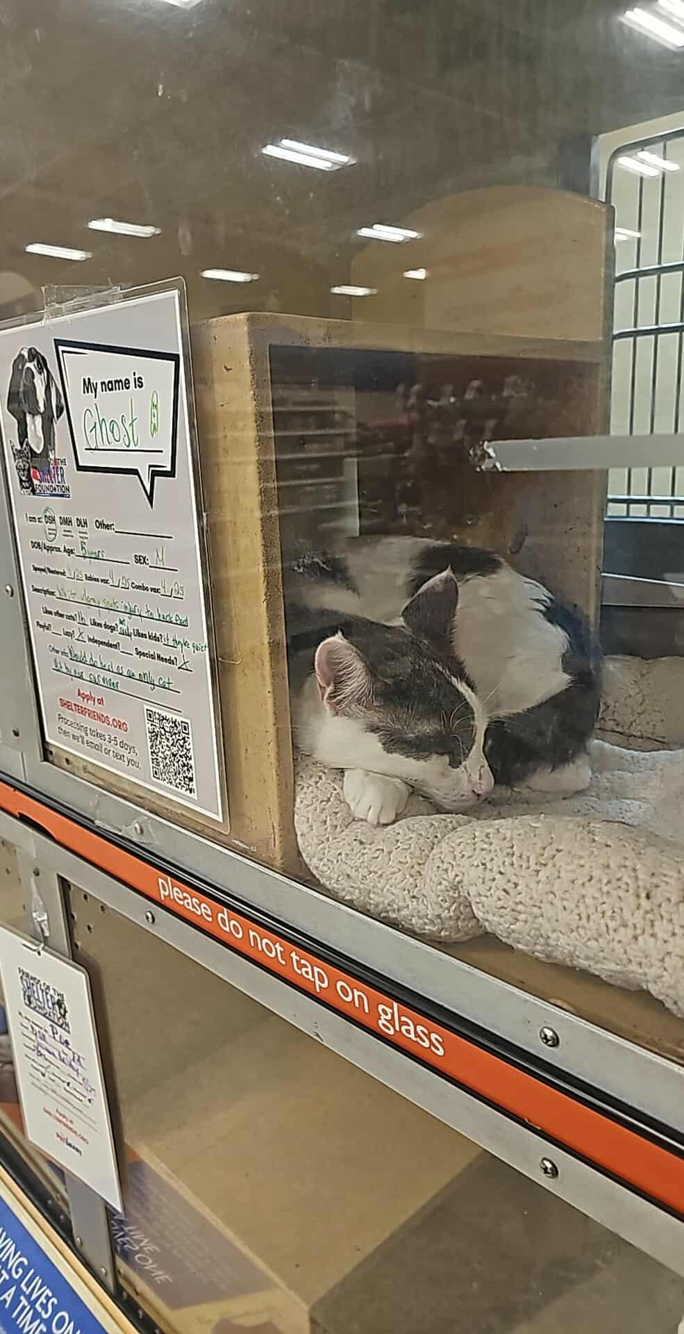 Ghost Boi, a Adoptable Domestic Short Hair in Moore, OK image 5/5