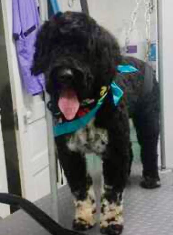 Enlarge Willie, a Adopted Portuguese Water Dog in Franklinville, NJ image 1/1