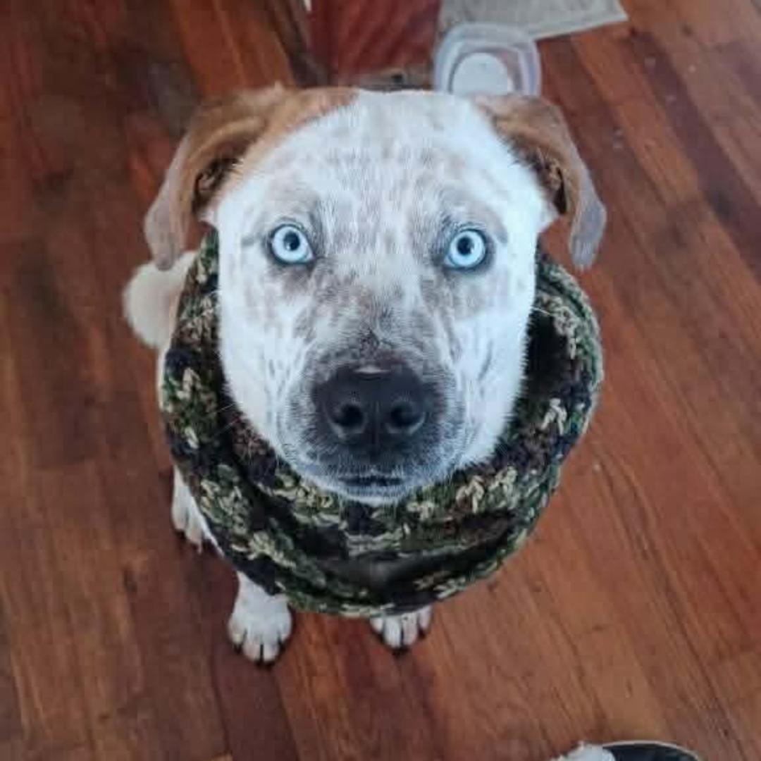 Tyson, a ADOPTABLE mixed breed in Lancaster, KY image 4/4