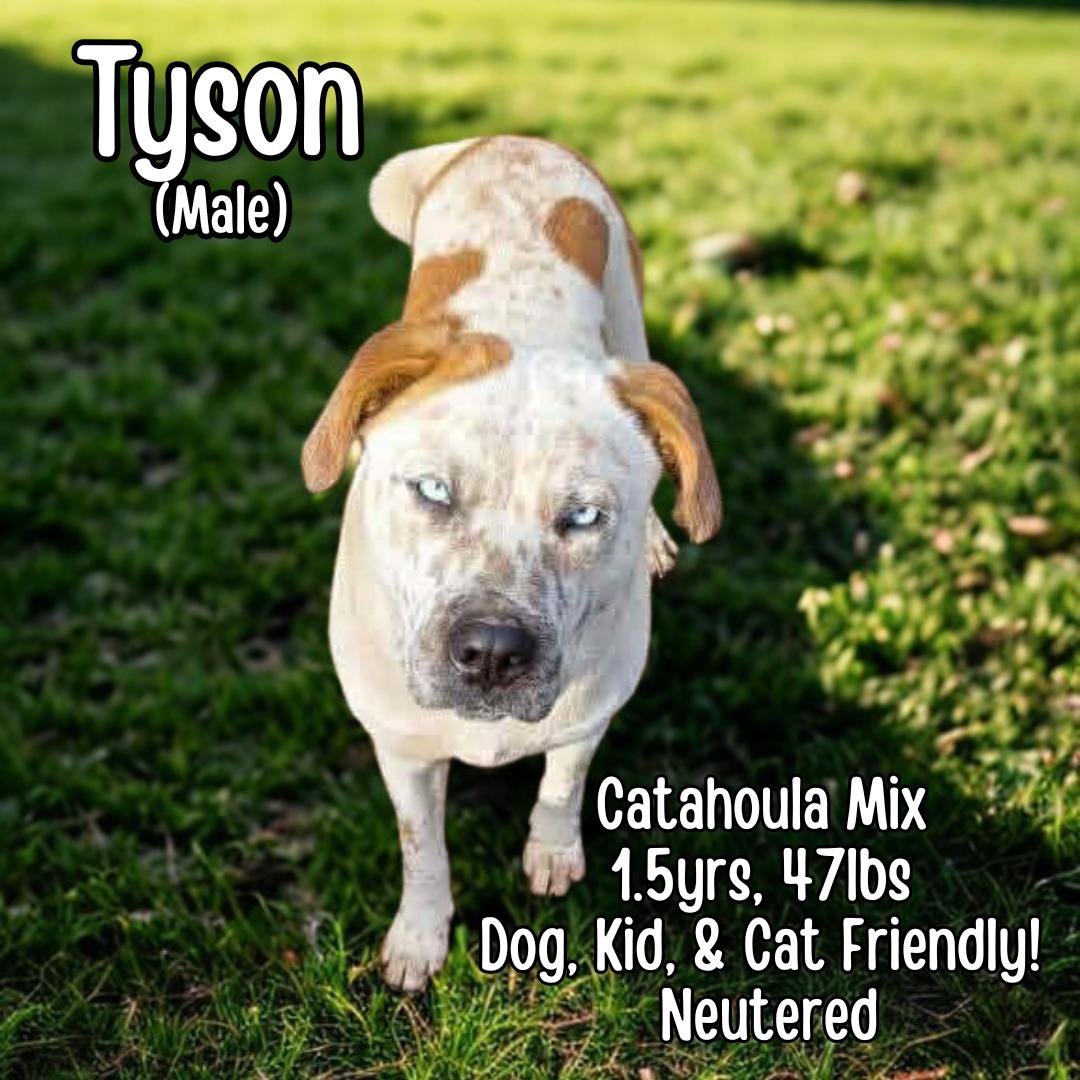 Tyson, ADOPTABLE, Young Male Catahoula Leopard Dog.