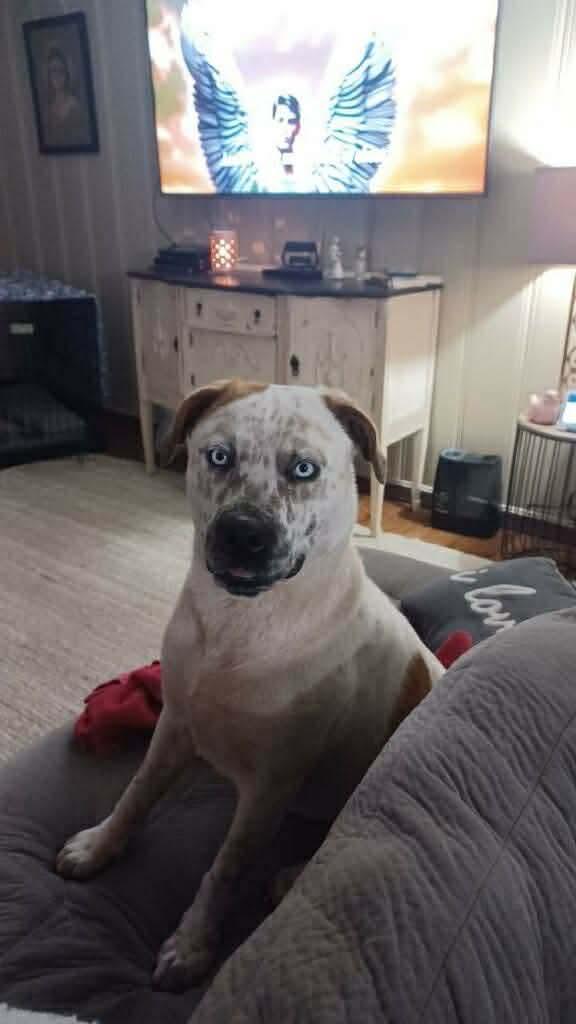 Tyson, a ADOPTABLE mixed breed in Lancaster, KY image 3/4