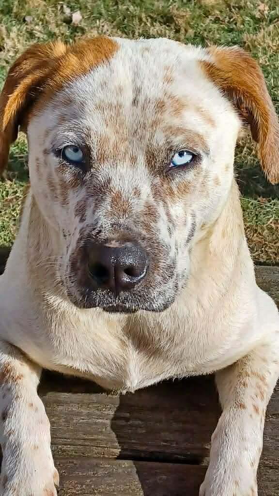 Tyson, a ADOPTABLE mixed breed in Lancaster, KY image 2/4
