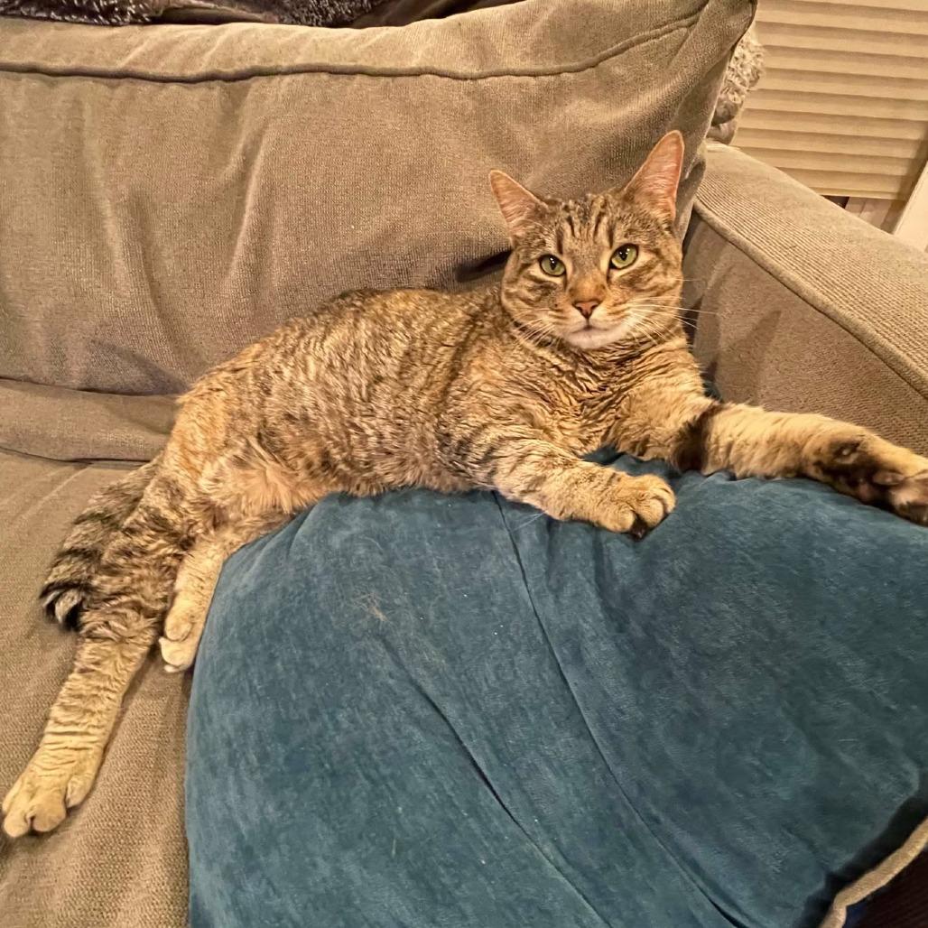 Goosie, Adoptable, Senior Female Domestic Short Hair.