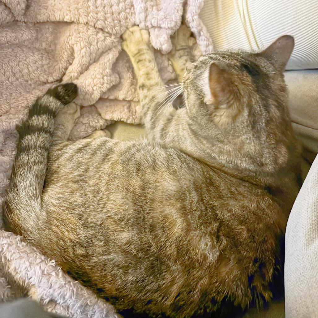 Enlarge Goosie, a Adoptable Domestic Short Hair in Forest Hills, NY image 3/6