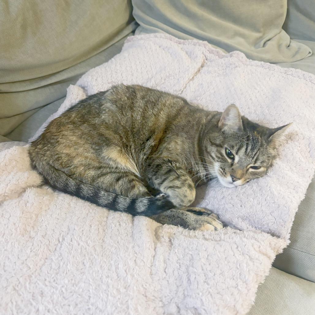 Enlarge Goosie, a Adoptable Domestic Short Hair in Forest Hills, NY image 4/6