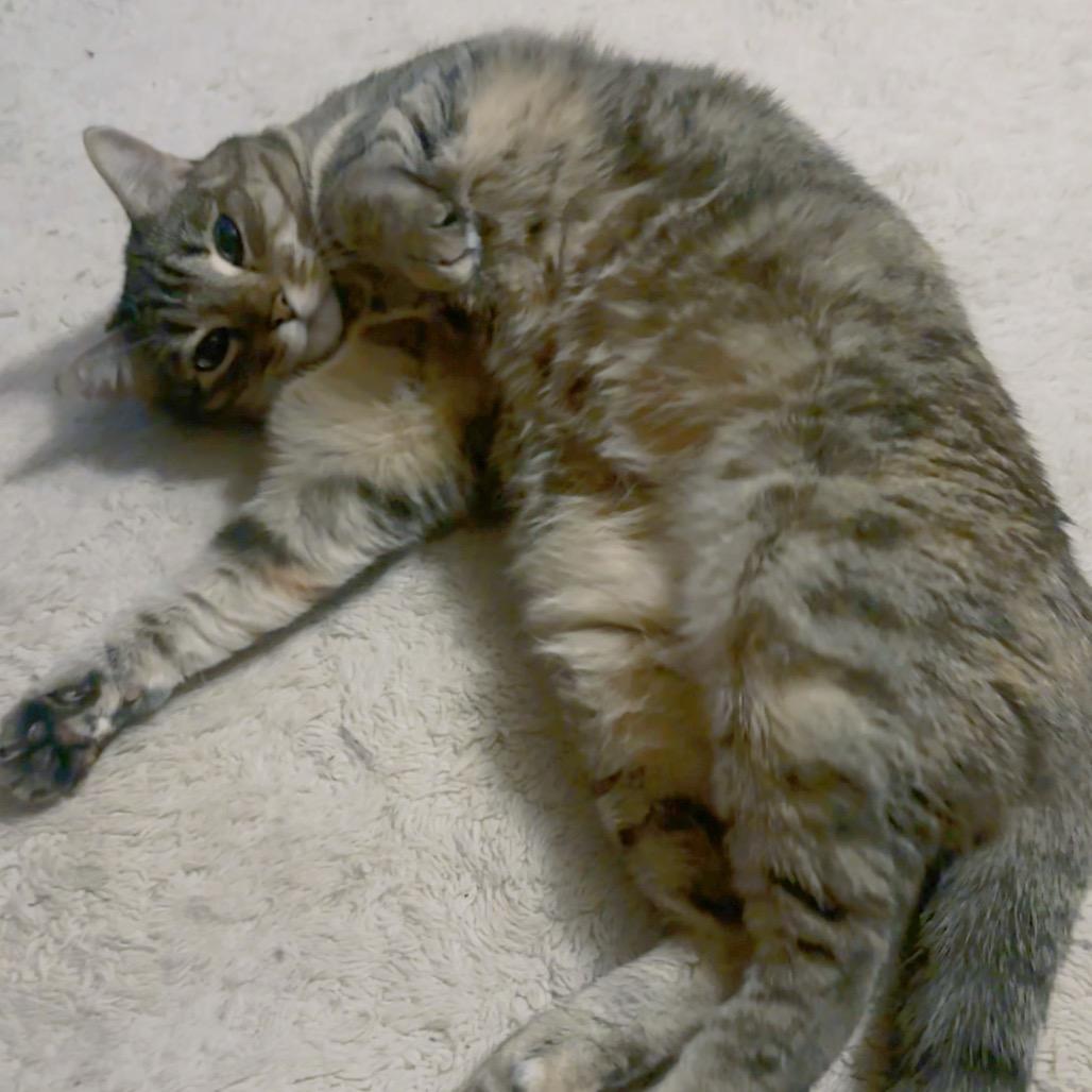 Enlarge Goosie, a Adoptable Domestic Short Hair in Forest Hills, NY image 4/6