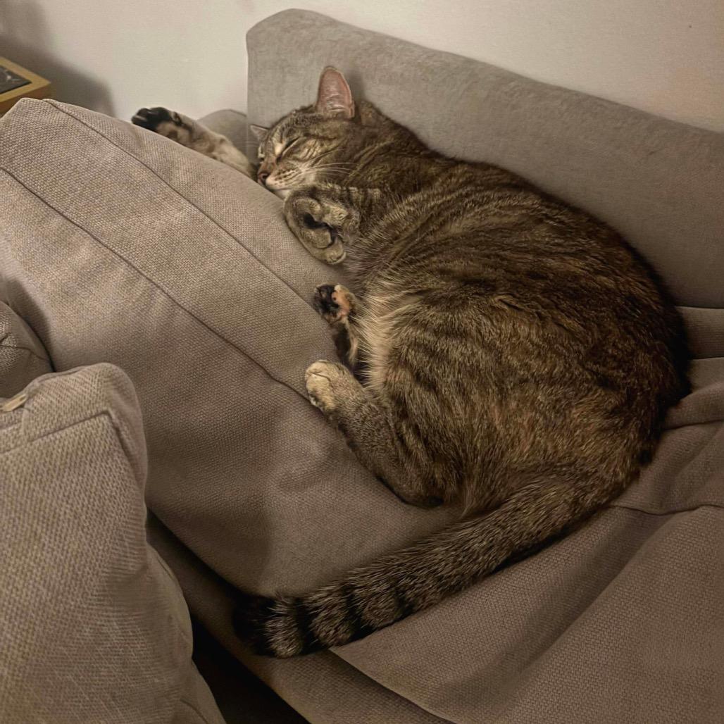 Enlarge Goosie, a Adoptable Domestic Short Hair in Bronx, NY image 4/6