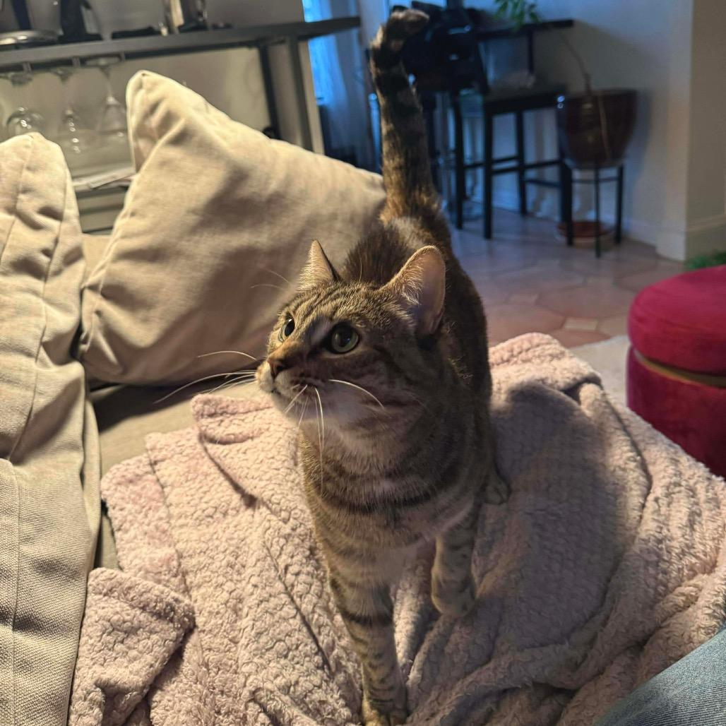 Enlarge Goosie, a Adoptable Domestic Short Hair in Bronx, NY image 6/6