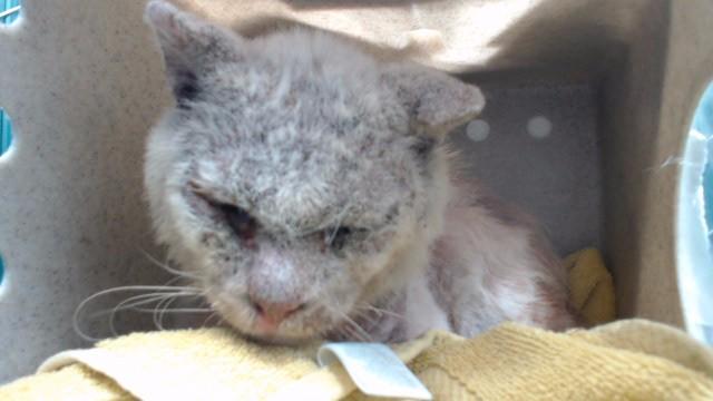 SAM, Adoptable, Adult Male Domestic Short Hair.
