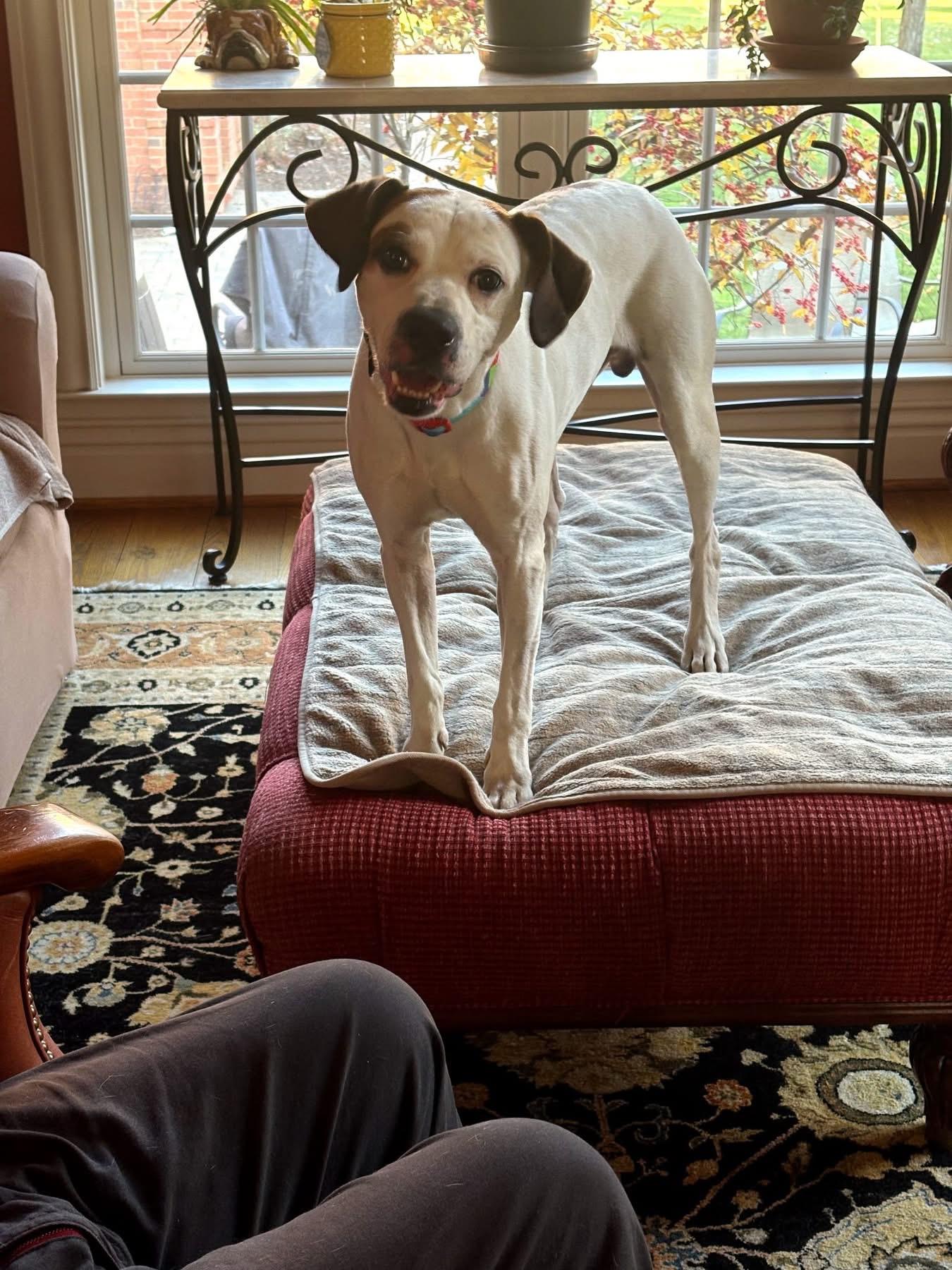 Gizmo, a ADOPTABLE mixed breed in Louisville, KY image 2/2