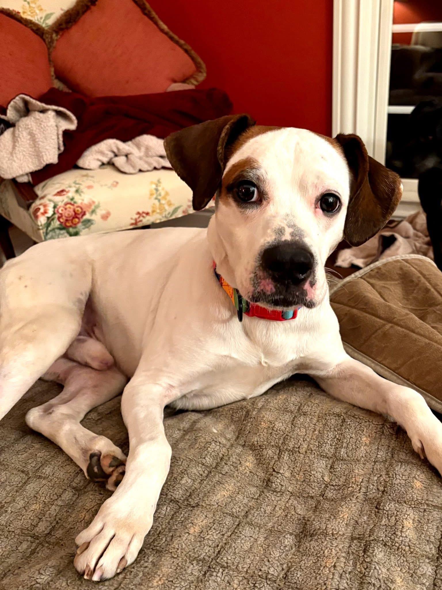 Gizmo, ADOPTABLE, Adult Male Beagle & Boxer.