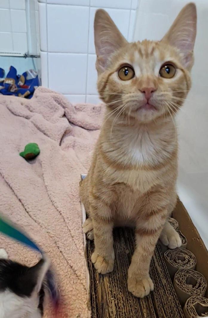 Enlarge Mini Fig, a Adopted American Shorthair in Milwaukee, WI image 5/6