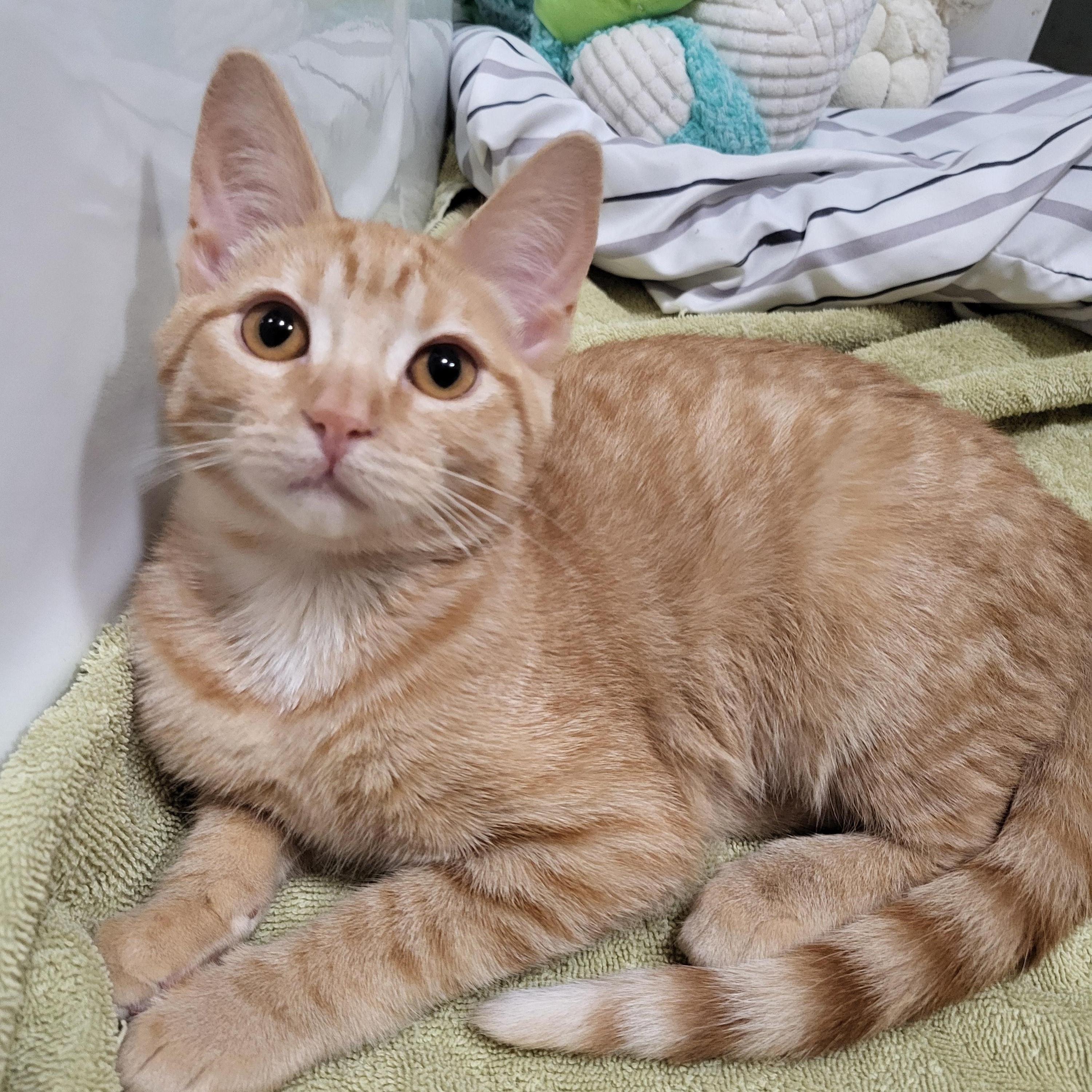 Mini Fig, Adopted, Kitten Female American Shorthair.
