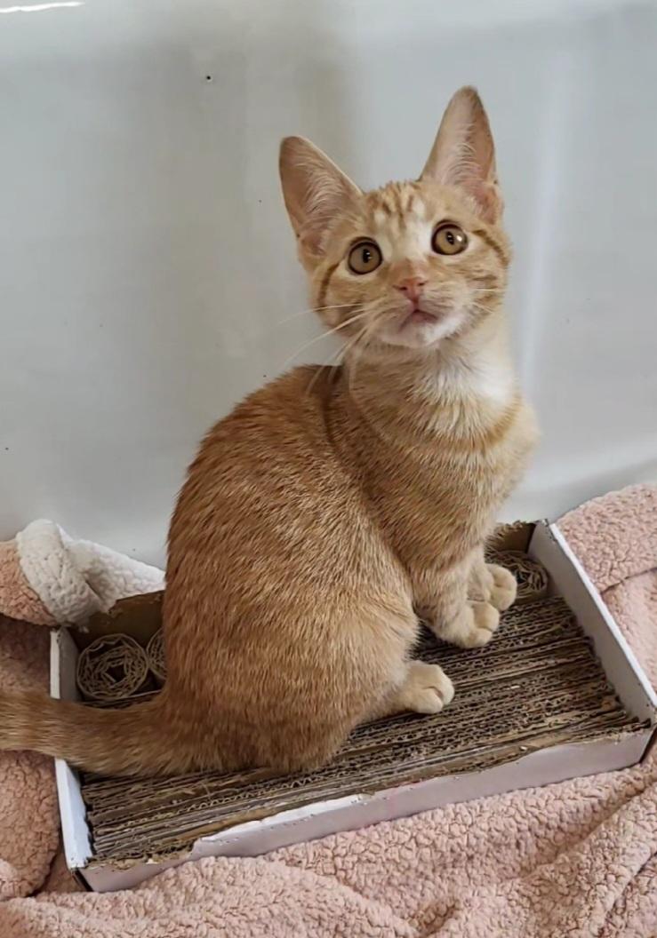 Enlarge Mini Fig, a Adopted American Shorthair in Milwaukee, WI image 4/6