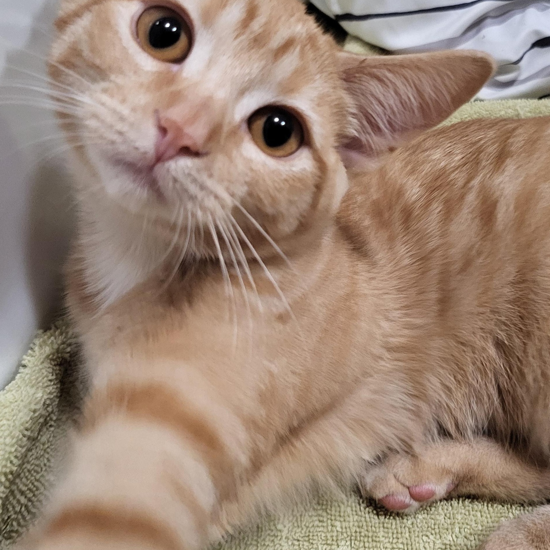 Enlarge Mini Fig, a Adopted American Shorthair in Milwaukee, WI image 2/6