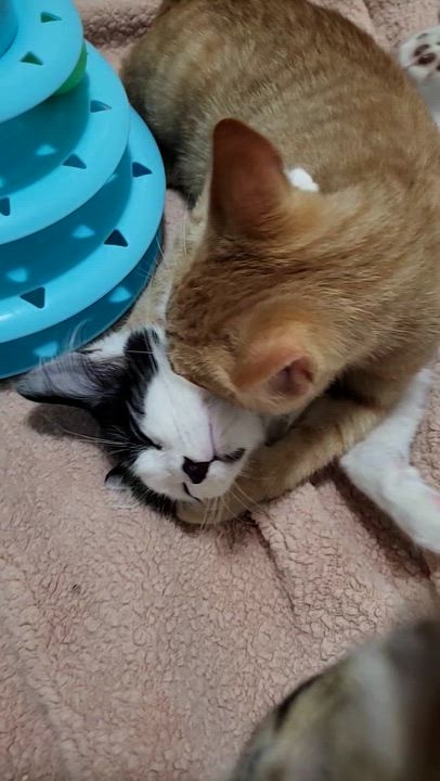 Enlarge Mini Fig, a Adopted American Shorthair in Milwaukee, WI video 3/6