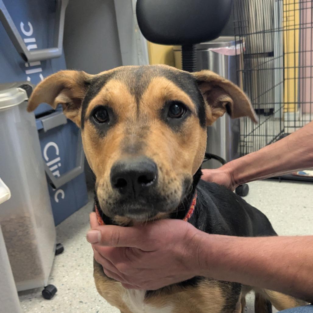Lyra, Adoptable, Young Female Mixed Breed.