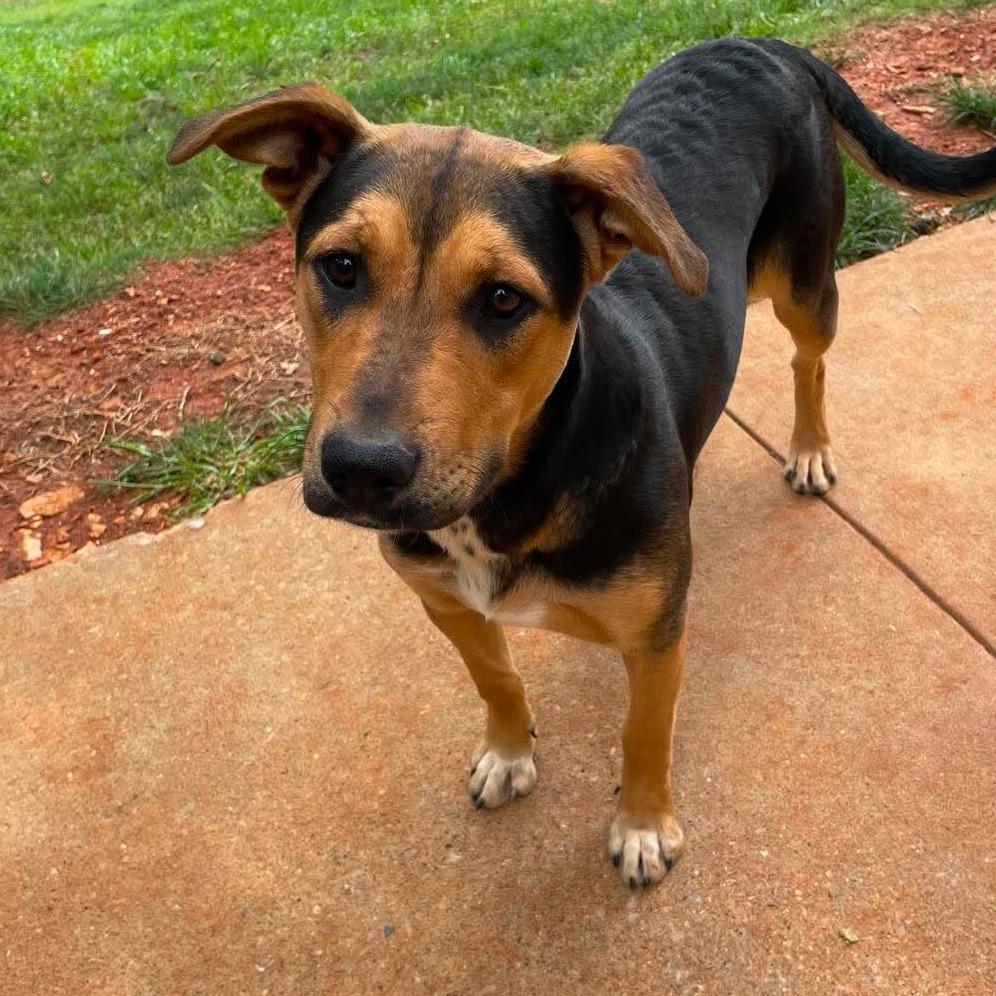 Enlarge Lyra, a Adoptable Mixed Breed in Huntsville, AR image 2/2