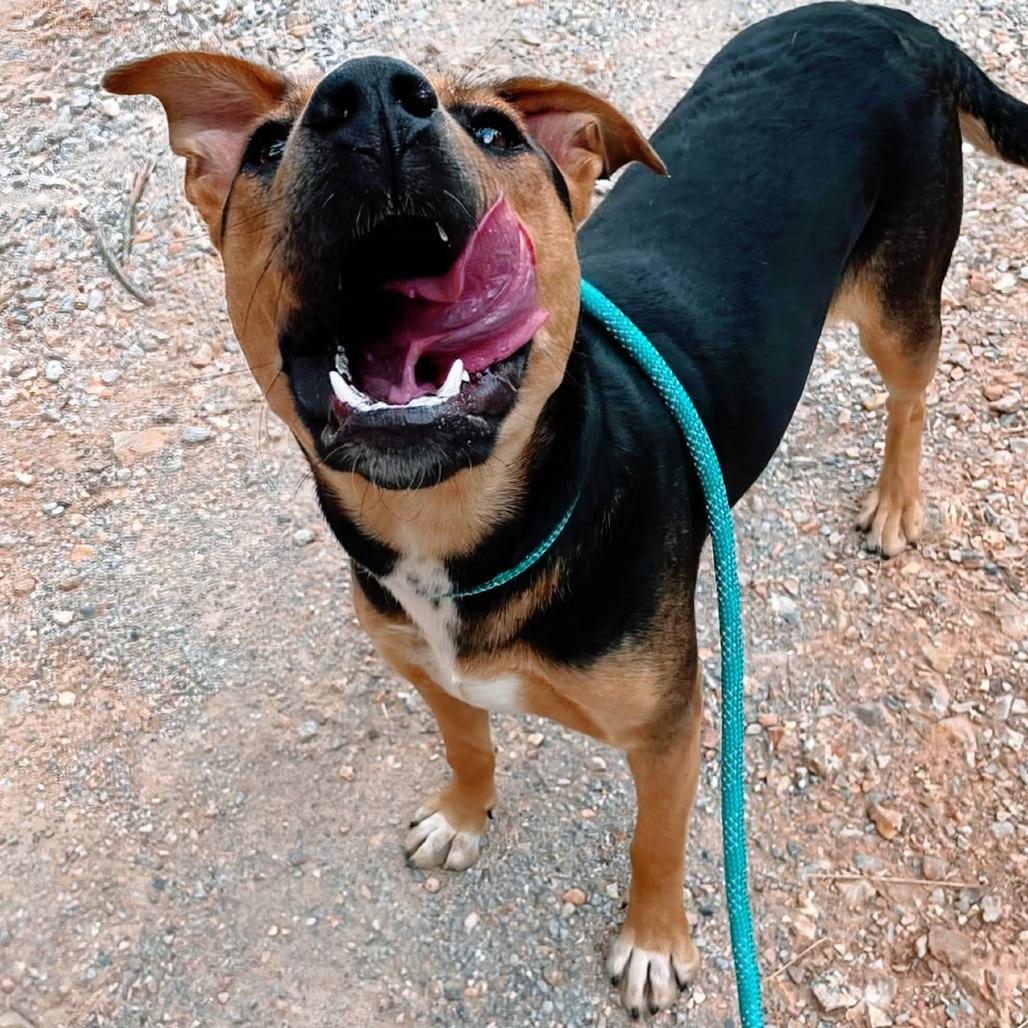 Enlarge Lyra, a Adoptable Mixed Breed in Huntsville, AR image 3/4