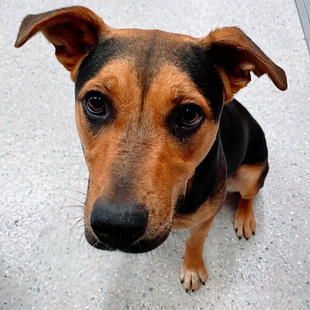 Enlarge Lyra, a Adoptable Mixed Breed in Huntsville, AR image 4/4