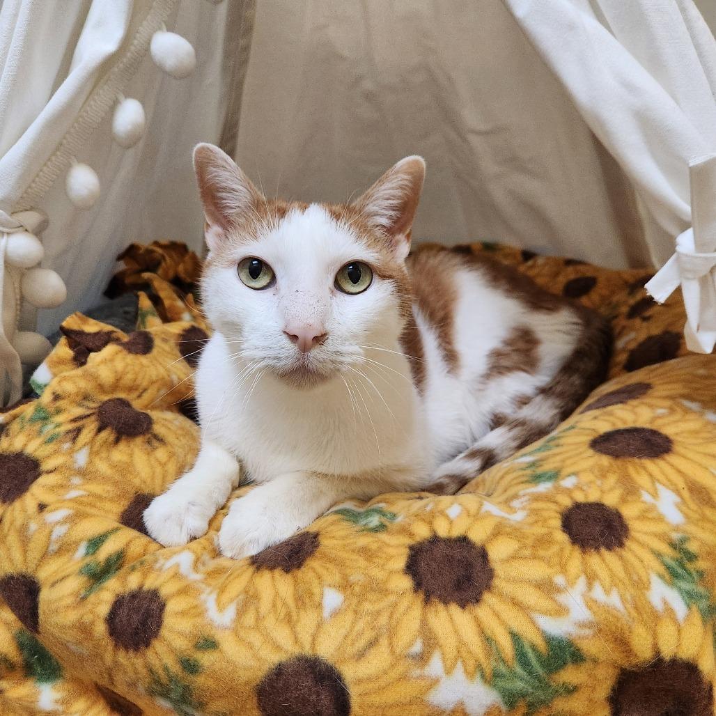 Roman, Adoptable, Senior Male Domestic Short Hair.