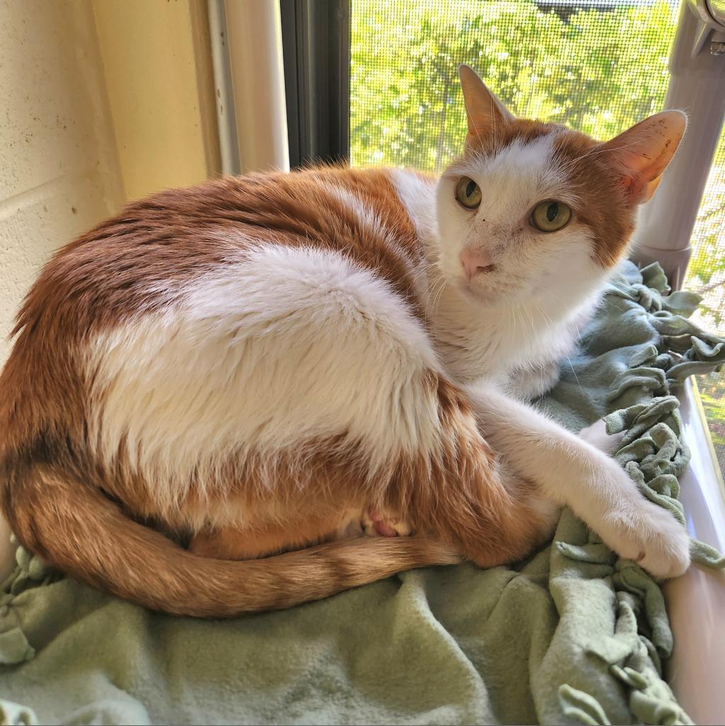 Enlarge Roman, a Adoptable mixed breed in Naples, FL image 2/3