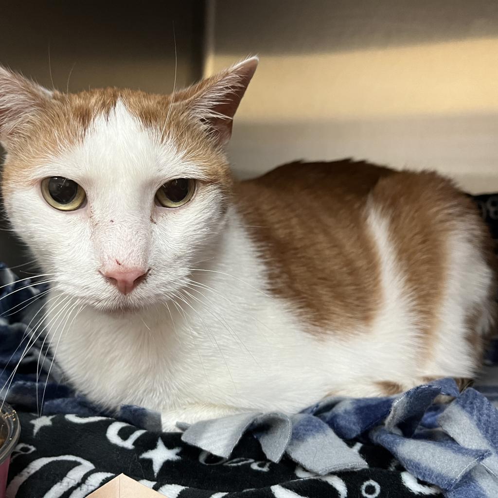 Roman — thumbnail 3