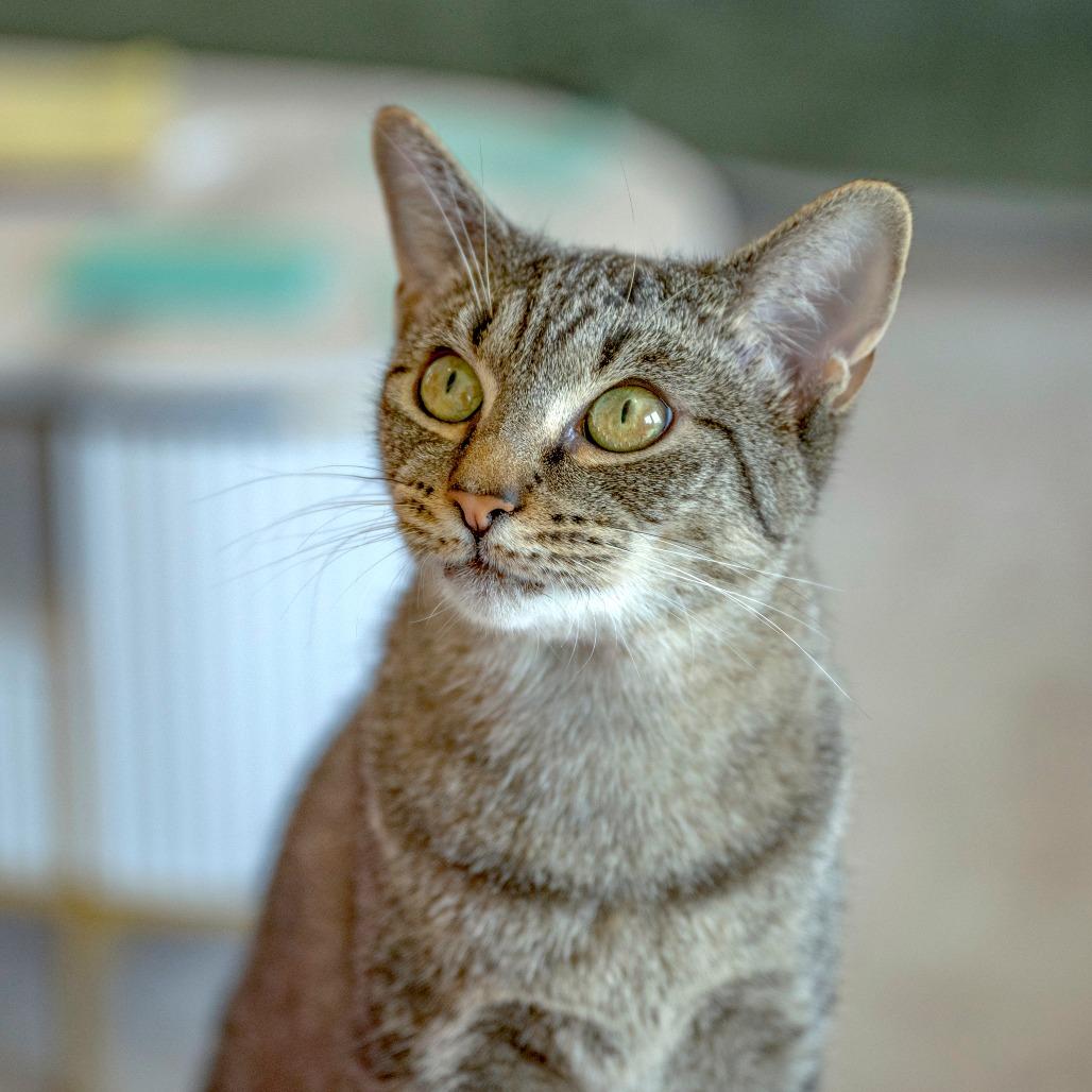 Sunlight, Adoptable, Young Female Domestic Short Hair.