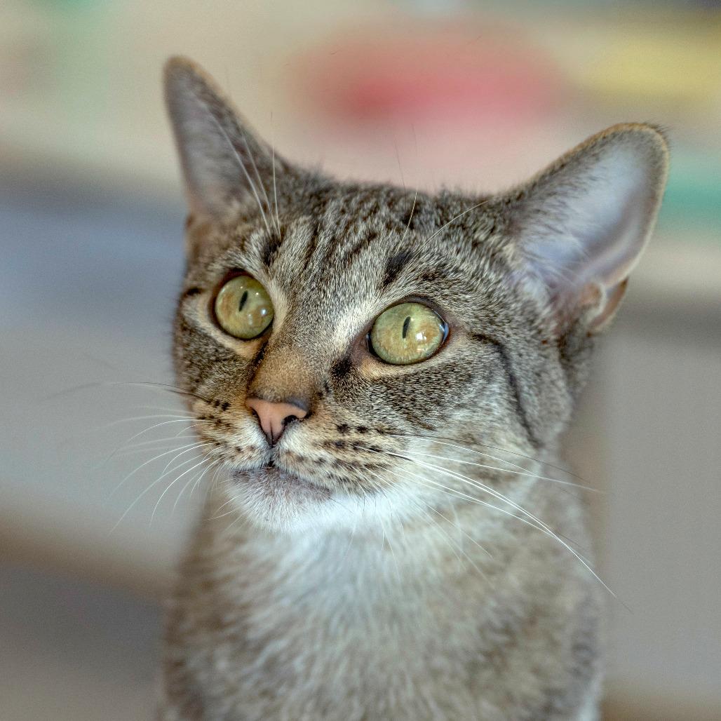 Enlarge Sunlight, a Adoptable Domestic Short Hair in Chapel Hill, NC image 2/4