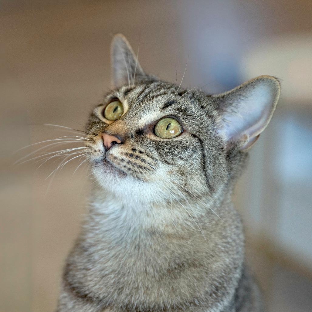 Enlarge Sunlight, a Adoptable Domestic Short Hair in Chapel Hill, NC image 3/4