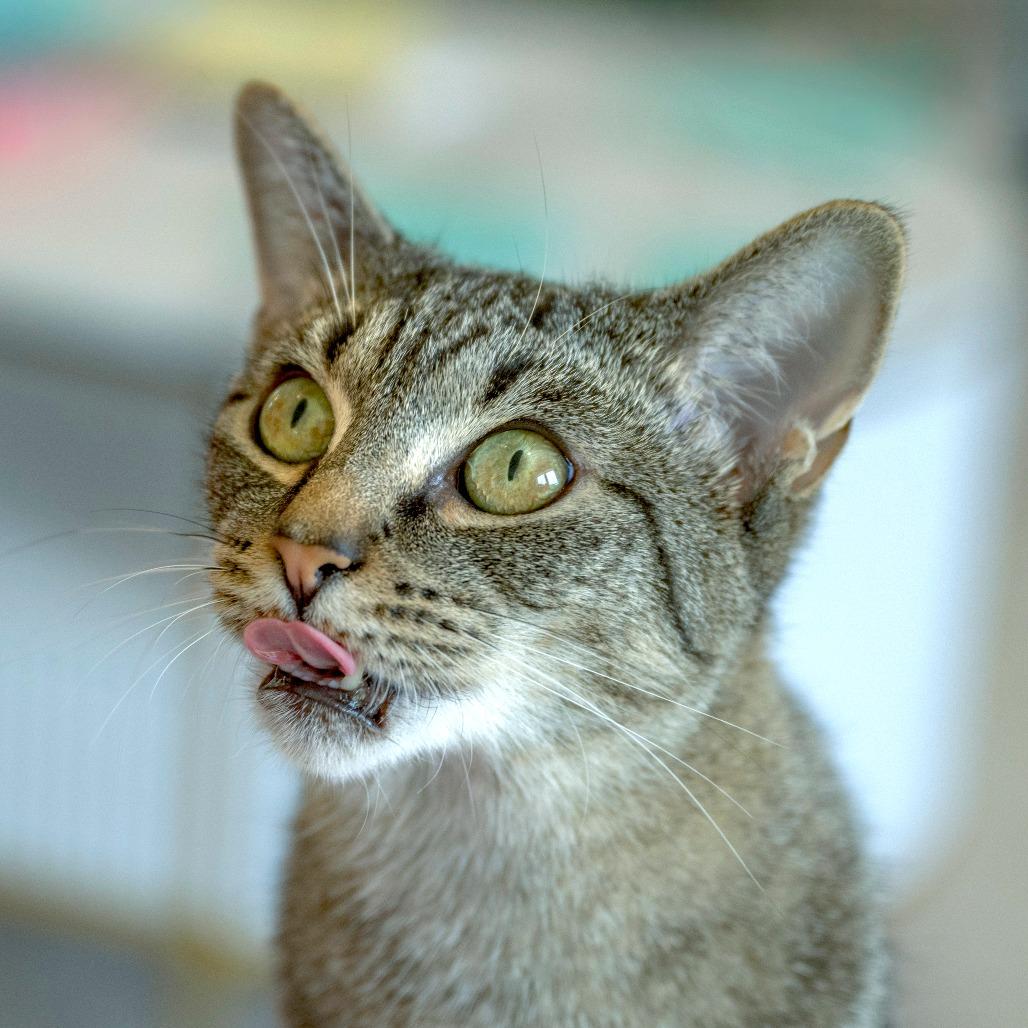 Enlarge Sunlight, a Adoptable Domestic Short Hair in Chapel Hill, NC image 4/4