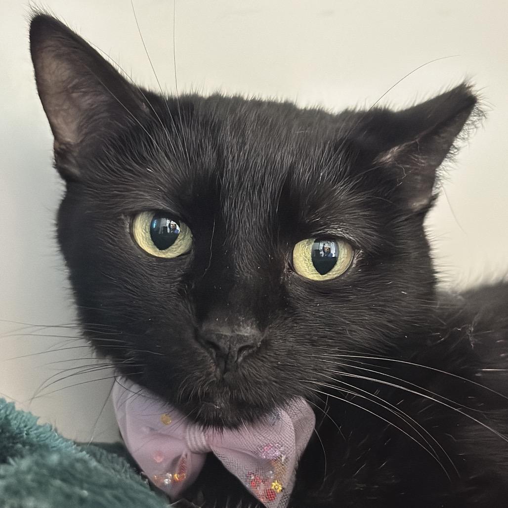 Panther, Adoptable, Adult Female Domestic Short Hair.