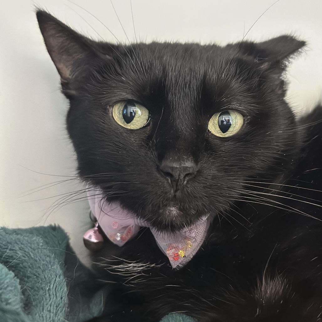 Panther, a Adoptable Domestic Short Hair in Matteson, IL image 2/6
