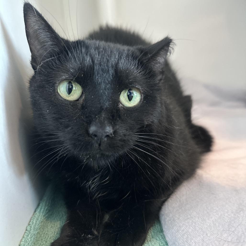 Panther, Adoptable, Adult Female Domestic Short Hair.