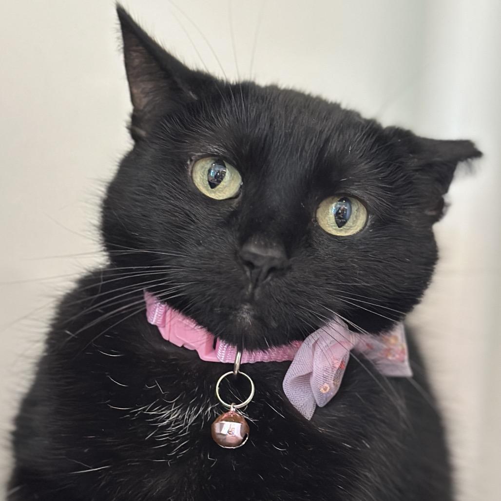 Panther, a Adoptable Domestic Short Hair in Matteson, IL image 4/6