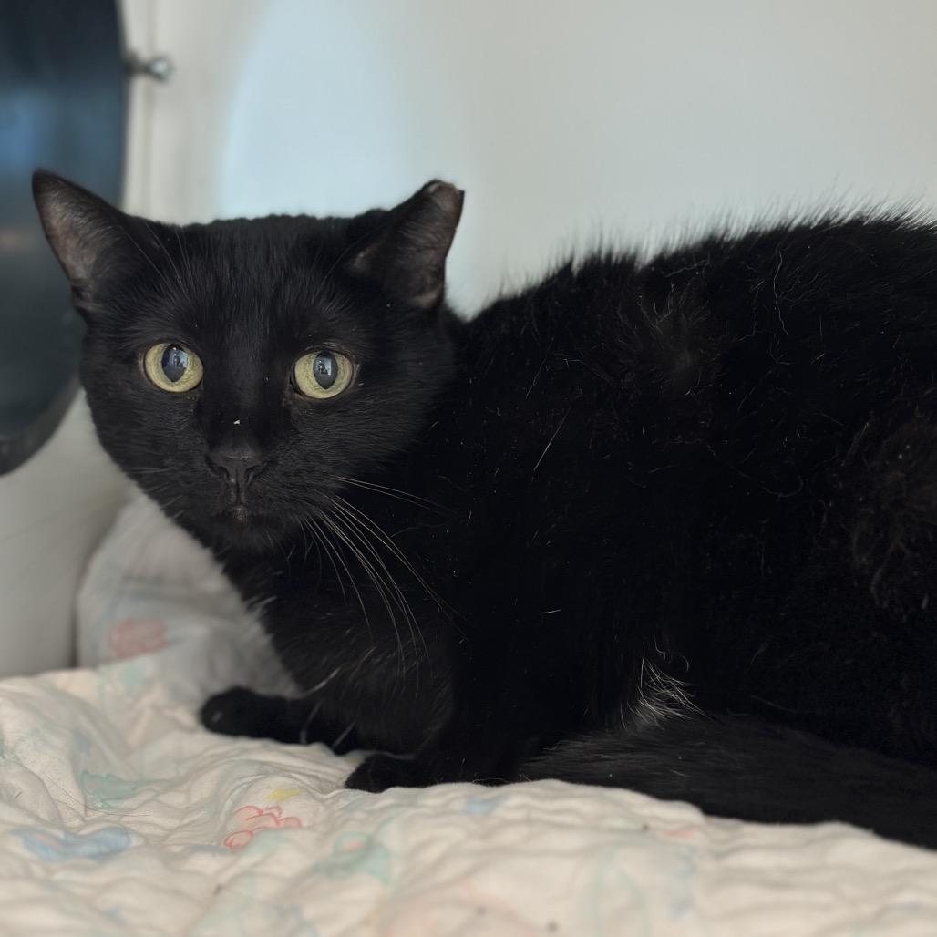 Enlarge Panther, a Adoptable Domestic Short Hair in Matteson, IL image 2/3