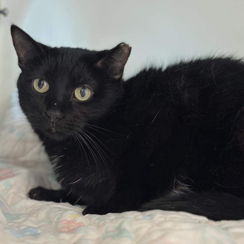 Enlarge Panther, a Adoptable Domestic Short Hair in Matteson, IL image 3/3