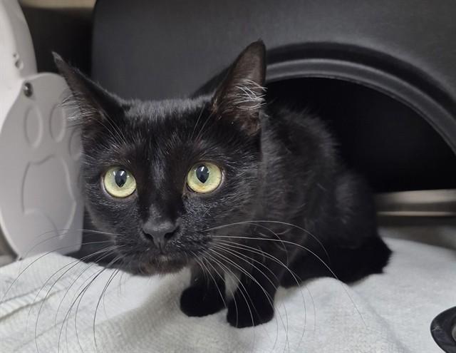 RAVEN, Adoptable, Young Female Domestic Short Hair.