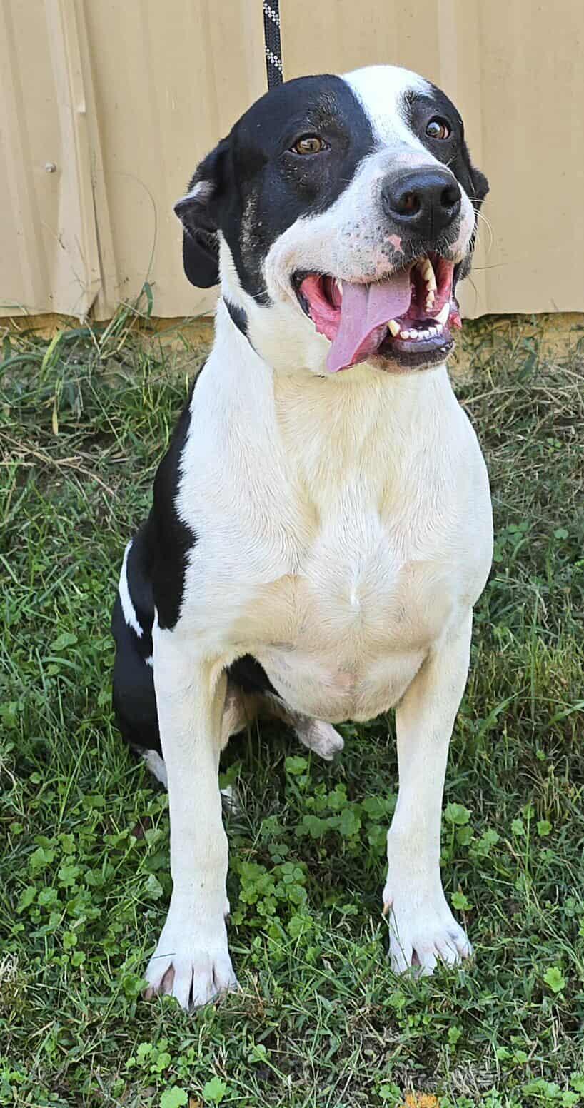 JB, Adoptable, Adult Male Great Dane.