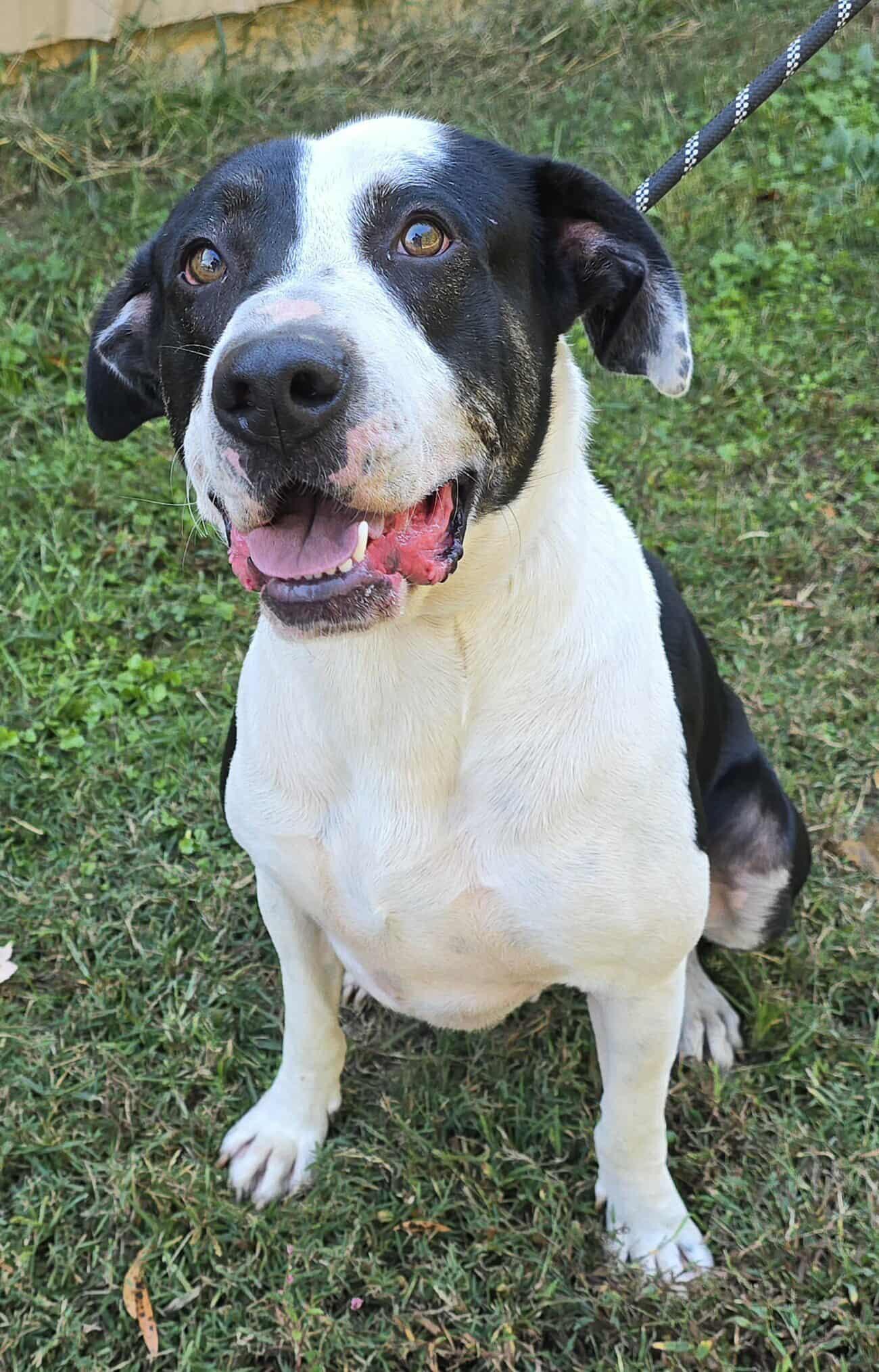 JB, a Adoptable mixed breed in Newport, TN image 2/6