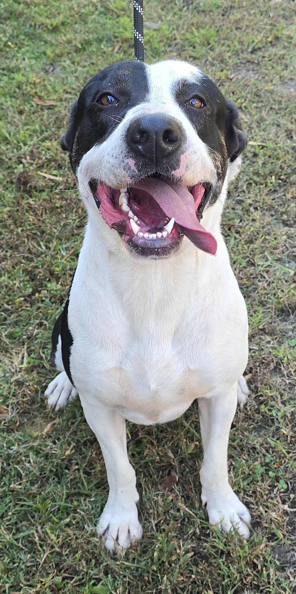 JB, a Adoptable mixed breed in Newport, TN image 3/6