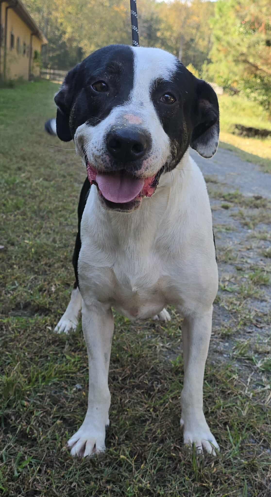 JB, a Adoptable mixed breed in Newport, TN image 4/6