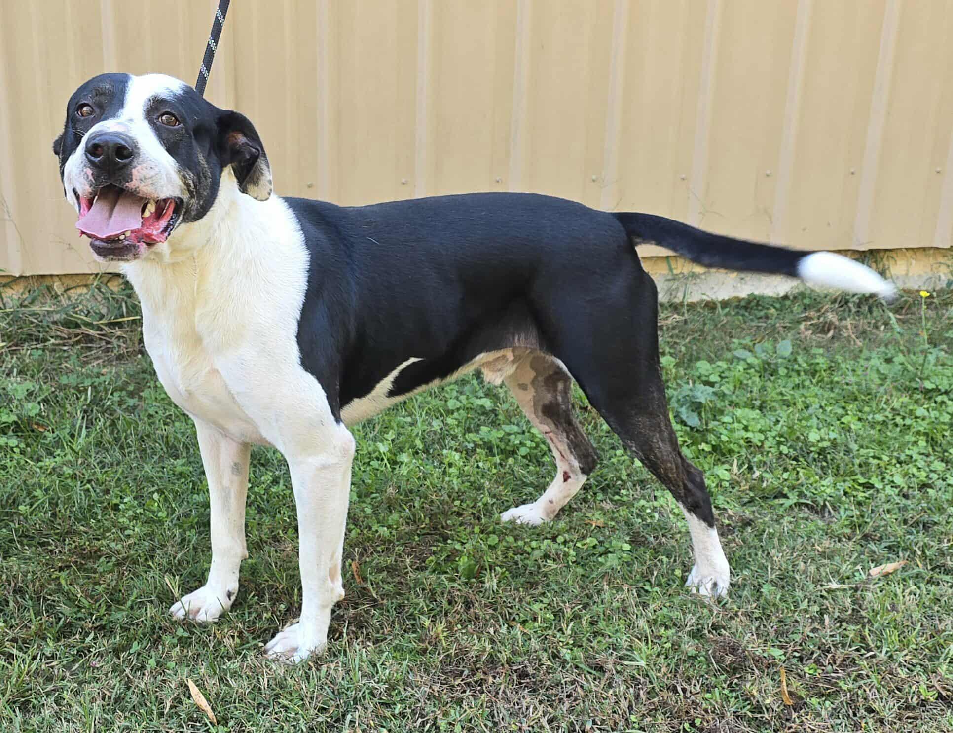 JB, a Adoptable mixed breed in Newport, TN image 5/6