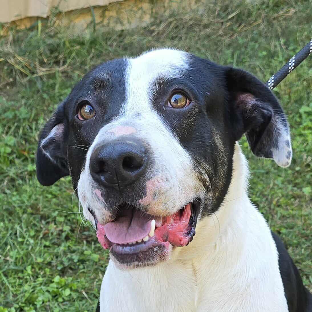 JB, a Adoptable mixed breed in Newport, TN image 6/6